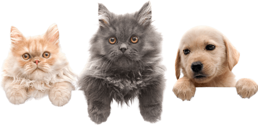 Pets peeking over glass card